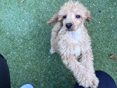 Miniature Cockapoo puppies ready to go in Tipperary