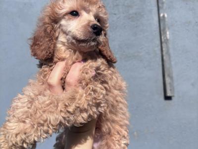 Miniature Cockapoo puppies ready to go in Tipperary