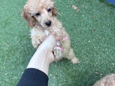 Miniature Cockapoo puppies ready to go in Tipperary