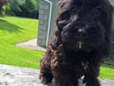 Cockapoo puppies in Carlow - €400