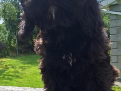 Cockapoo puppies in Carlow - €400