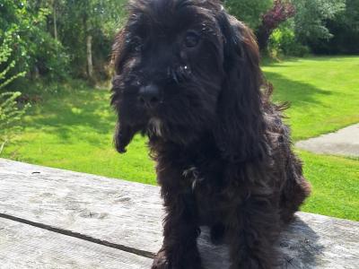 Cockapoo puppies in Carlow - €400