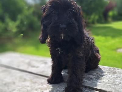 Cockapoo puppies in Carlow - €400