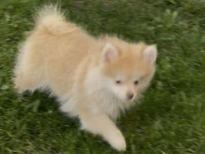 Male Pomsky puppy in Galway