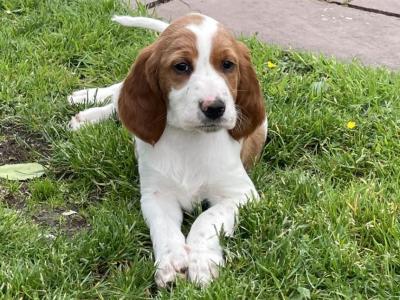 Irish Red and White Setter puppies for sale in Longford