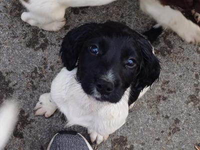 IKC Registered(pending) Springer Spaniel puppies for sale in Monaghan