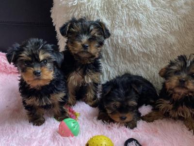 Beautiful Purebred Yorkshire Terrier puppies in Meath✨