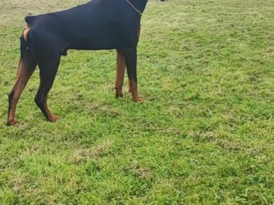 1 male Dobermann puppy left in Kerry. Beautiful boy