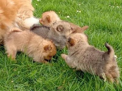 Pomeranian puppies in Wicklow