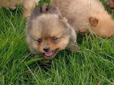Pomeranian puppies in Wicklow