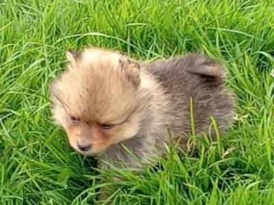 Pomeranian puppies in Wicklow