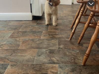 Miniature Cockapoo puppies ready to go in Tipperary