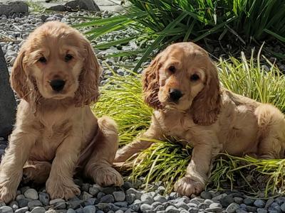 Beautiful Golden Show Cocker Spaniel puppies