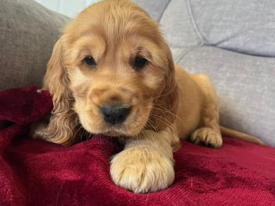 Beautiful Golden Show Cocker Spaniel puppies