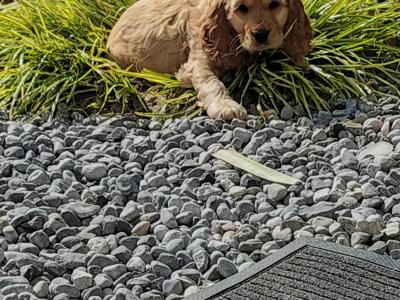 Golden Show Cocker Spaniel puppy ready for his  forever home