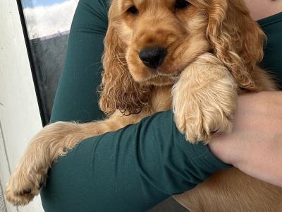 Beautiful Male Golden Show Cocker Spaniel puppy