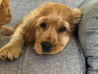 Beautiful Male Golden Show Cocker Spaniel puppy
