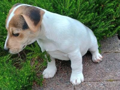 Purebred Jack Russell puppies in Laois