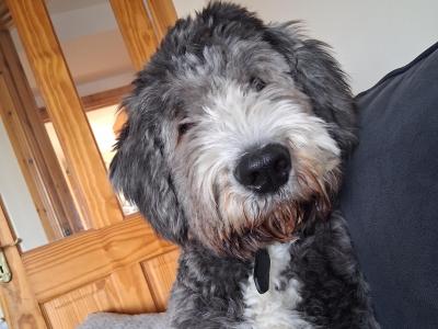 Sheepadoodle for stud in Donegal