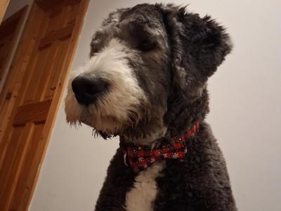 Sheepadoodle for stud in Donegal