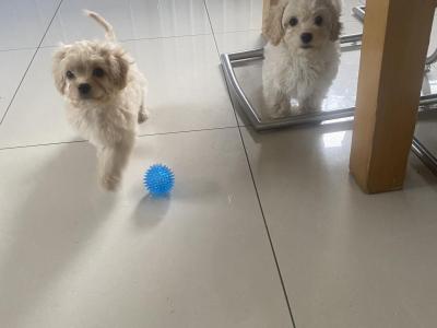 Beautiful Cavachon puppies for sale in Cork