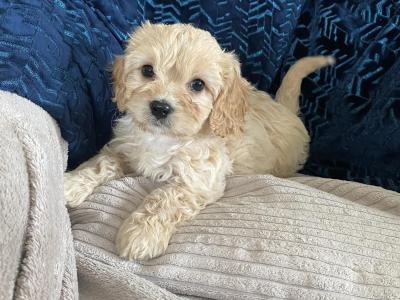 Beautiful Cavachon puppies for sale in Cork