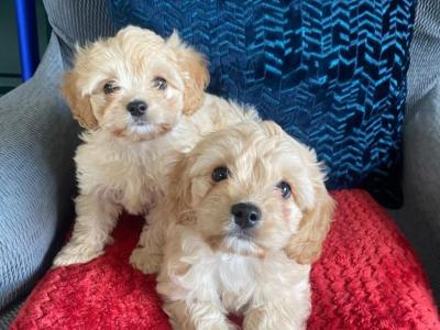 Beautiful Cavachon puppies for sale in Cork