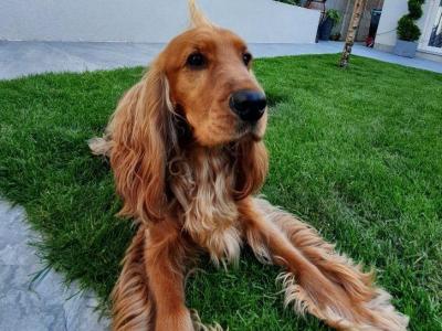 Beautiful Cocker Spaniel for Stud – 5 Years Old – Friendly, Healthy & Gentle