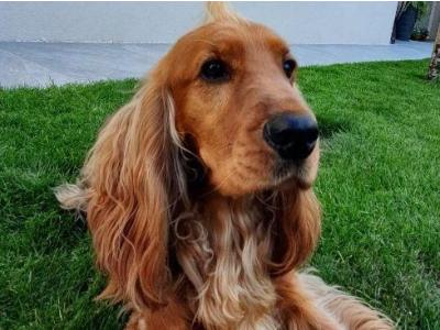 Beautiful Cocker Spaniel for Stud – 5 Years Old – Friendly, Healthy & Gentle