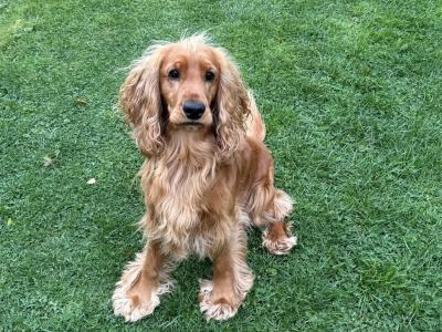 Beautiful Cocker Spaniel for Stud – 5 Years Old – Friendly, Healthy & Gentle