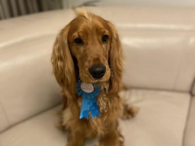 Beautiful Cocker Spaniel for Stud – 5 Years Old – Friendly, Healthy & Gentle