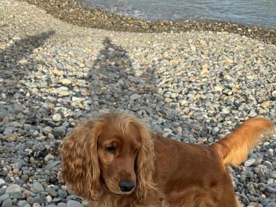 Beautiful Cocker Spaniel for Stud – 5 Years Old – Friendly, Healthy & Gentle