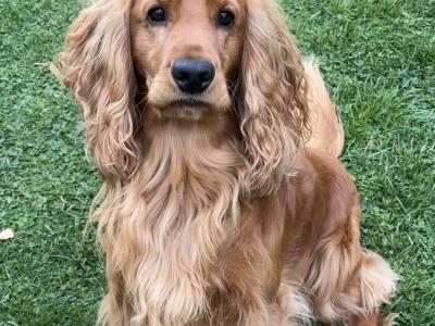 Beautiful Cocker Spaniel for Stud – 5 Years Old – Friendly, Healthy & Gentle