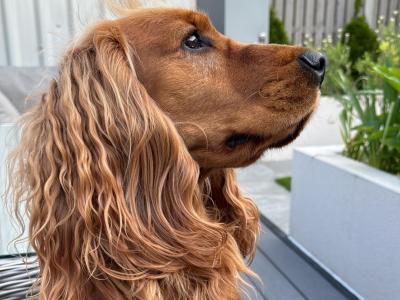 Beautiful Cocker Spaniel for Stud – 5 Years Old – Friendly, Healthy & Gentle