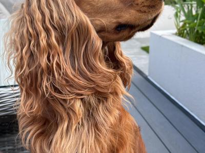 Beautiful Cocker Spaniel for Stud – 5 Years Old – Friendly, Healthy & Gentle