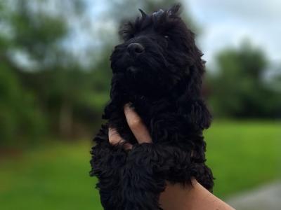 Cockapoo puppies in Carlow - €400