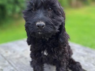 Cockapoo puppies in Carlow - €400