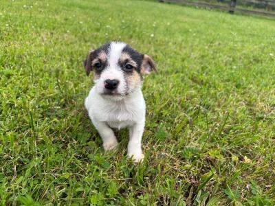 IKC Registered(pending) Miniature Jack Russell puppies for sale in Clare