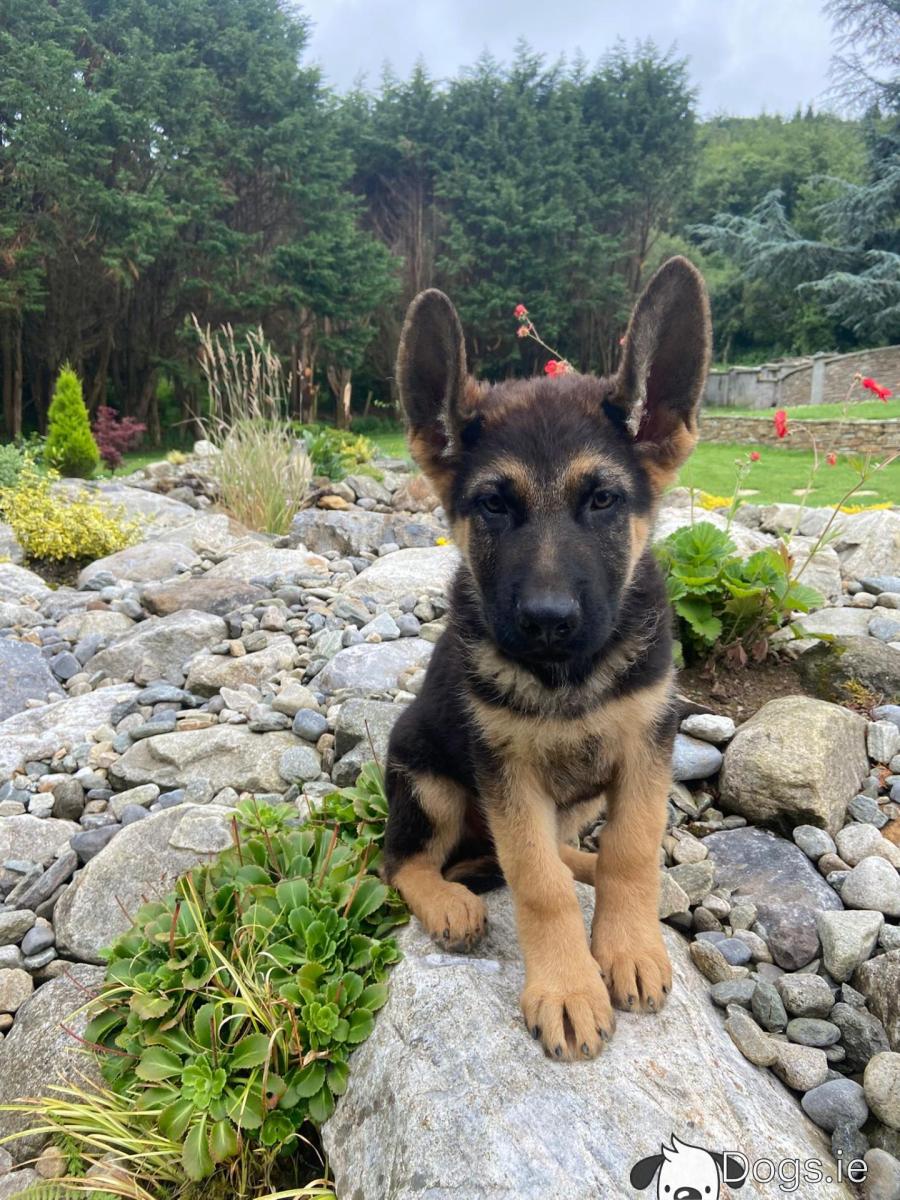 The Kennel Kc Kennel Club Puppies Kennel Club Registered German