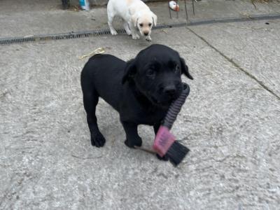 Gorgeous male Labrador puppy 9 weeks old in Tipperary