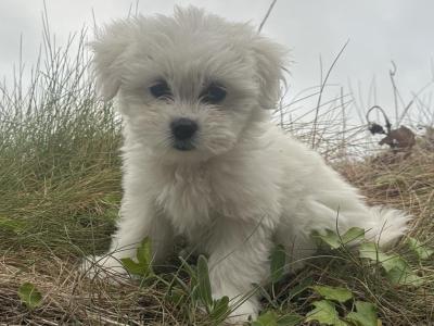 Female Japanese Spitz x Jack Russell puppy in Cork