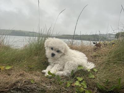 Female Japanese Spitz x Jack Russell puppy in Cork