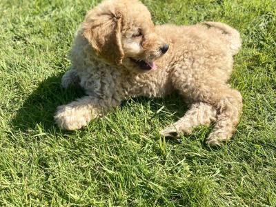 Stunning Goldendoodle puppies in Wexford