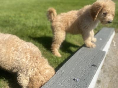 Stunning Goldendoodle puppies in Wexford