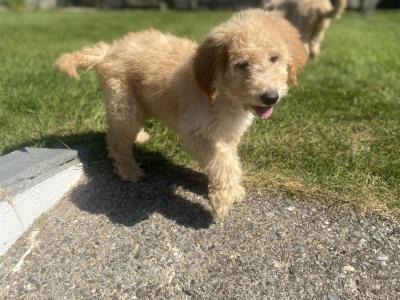 Stunning Goldendoodle puppies in Wexford