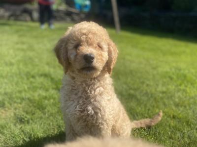 Stunning Goldendoodle puppies in Wexford