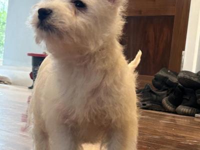 West Highland Terrier puppies in Meath