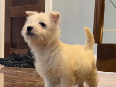 West Highland Terrier puppies in Meath
