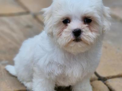 Maltese X Shih Tzu puppies in Cork - (Teddy bear puppies)