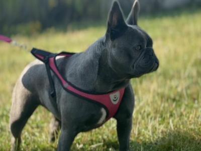 Female French Bulldog in Wexford